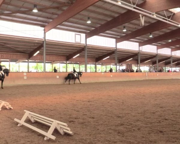 Reitturnier Appelhülsen 2017