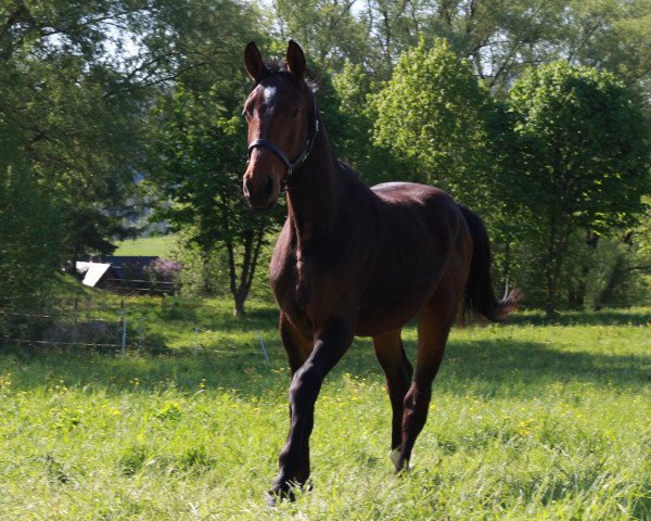 jumper Vieto (German Sport Horse, 2016, from Dree Boeken's Vivian)