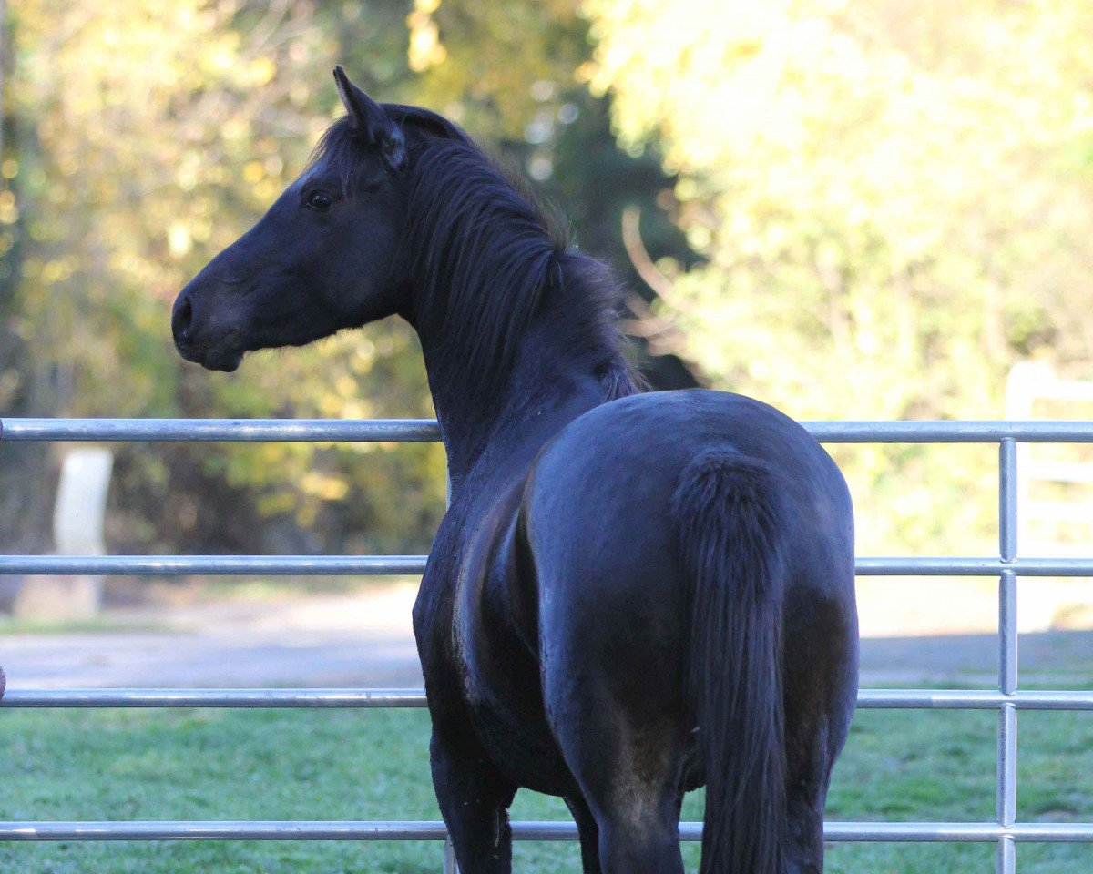 broodmare Melli's Jean d'Arc (German Riding Pony, 2016, from Future Dream)