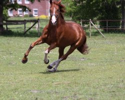 horse Welcome 219 (Oldenburg, 2002, from Wolkentanz II)