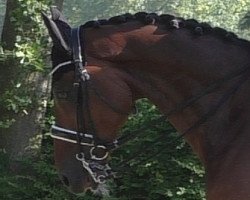 dressage horse Lindner II (Westphalian, 2007, from Laudabilis)