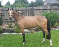 Zuchtstute Cherry Dance (Deutsches Reitpony, 2011, von FS Champion de Luxe)