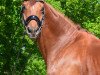 dressage horse Henrix (Trakehner, 2010, from Sixtus)