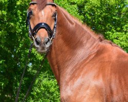 Dressurpferd Henrix (Trakehner, 2010, von Sixtus)