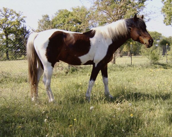 stallion Pythagoras (Lewitzer, 2000, from Passat)