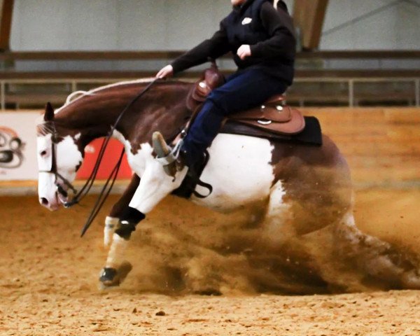 Zuchtstute No Lonely Chics (Quarter Horse, 2007, von Colonels Lone Gun)