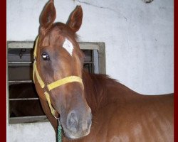 broodmare Walkona xx (Thoroughbred, 1992, from Local Suitor xx)