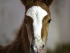 dressage horse Delicious MSH (German Riding Pony, 2013, from Dreidimensional AT NRW)