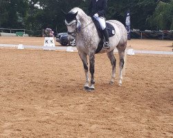 dressage horse Cracker Joey (Polish Warmblood, 2012, from Opal)