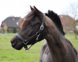 Springpferd Contessa Picolina (Deutsches Reitpony, 2012, von Kennedy WE)