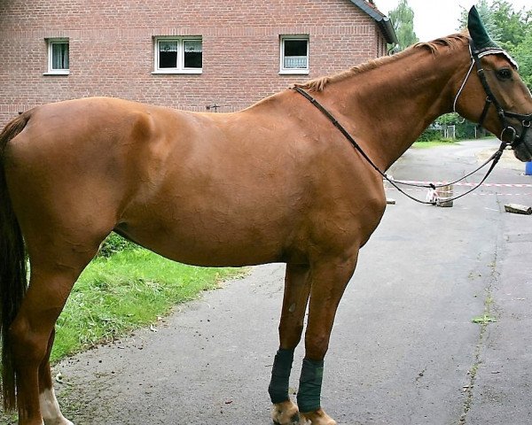 Pferd Calimera 49 (Westfale, 2006, von Clay)