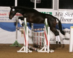 dressage horse Spirit of Liberty (Westphalian, 2003, from Samba Hit I)