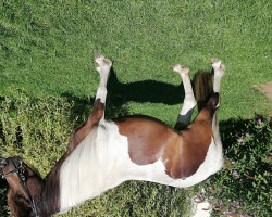 broodmare Lokkadis (Iceland Horse, 2013, from Djarfur vom Laekurhof)