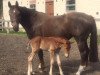 dressage horse Hengstfohlen von Baron X Fürst Piccolo (Westphalian, 2018, from Baron)