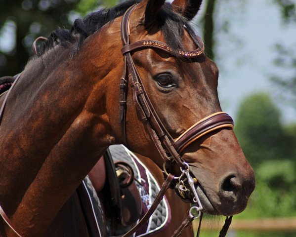 dressage horse Sandro's Sweet Dream (Westphalian, 2006, from Sandro Hit)