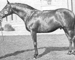 stallion Garnered xx (Thoroughbred, 1965, from Match xx)