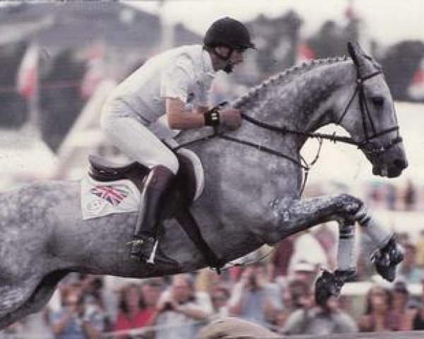 Pferd Murphy Himself (Irish Sport Horse, 1978, von Royal Renown xx)