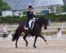 dressage horse Der kleine Hit (Hanoverian, 2009, from Diamond Hit)