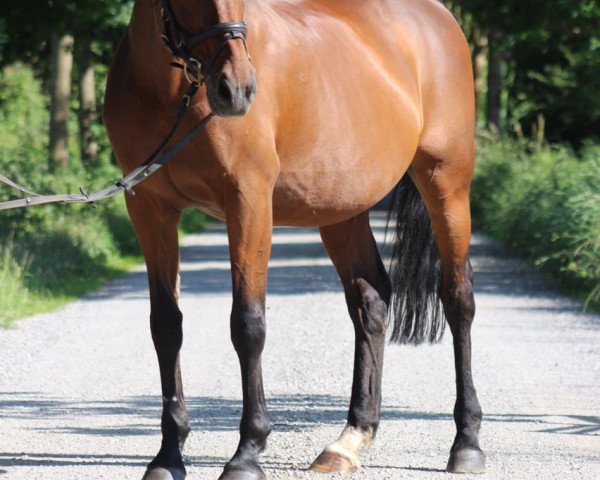 horse Lisolin (KWPN (Royal Dutch Sporthorse), 1993, from All Wins xx)