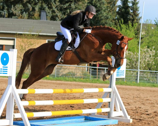 jumper Cor de Condè (German Sport Horse, 2013, from Casdorff)