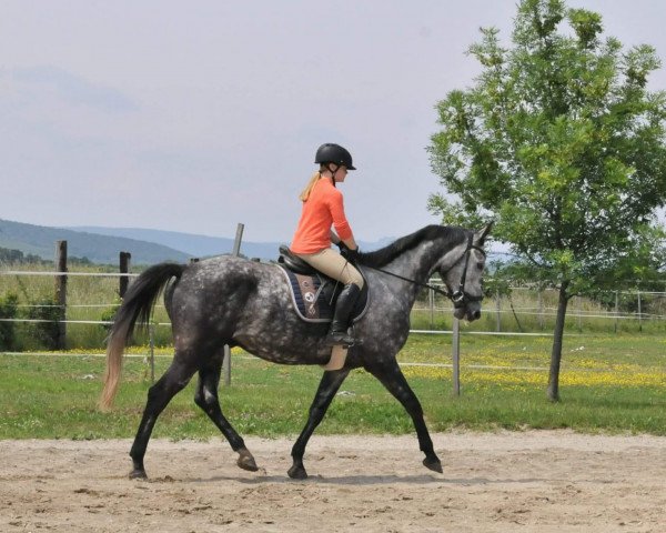 horse Talizman (Hungarian Warmblood, 2011)