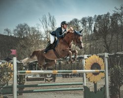 Springpferd Blondie Kl (Westfale, 2011, von Chin Quin)