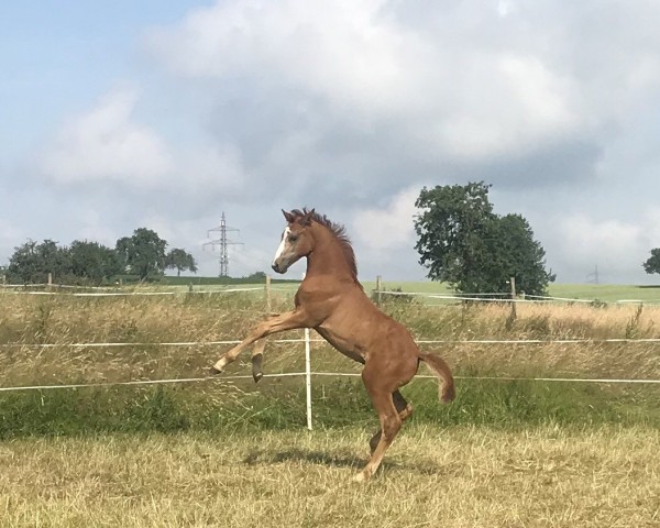 Dressurpferd Channing White (Deutsches Reitpony, 2018, von Cosmopolitan NRW)