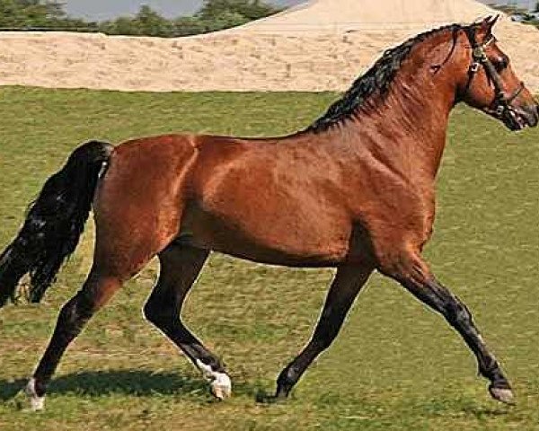 Deckhengst Wildzang's Sultan (Welsh Pony (Sek.B), 2001, von Sarnau Pelydrog)