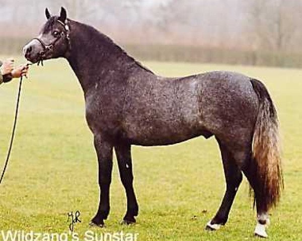 stallion Wildzang's Sunstar (Welsh-Pony (Section B), 2000, from Shamrock Mr. Oliver)