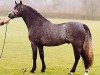 Deckhengst Wildzang's Sunstar (Welsh Pony (Sek.B), 2000, von Shamrock Mr. Oliver)