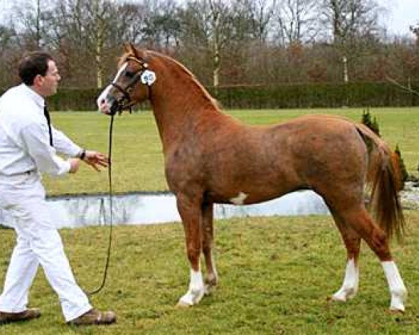 stallion Llangeitho Tarquin (Welsh-Pony (Section B), 2003, from Llangeitho Twerp)
