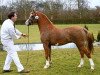 Deckhengst Llangeitho Tarquin (Welsh Pony (Sek.B), 2003, von Llangeitho Twerp)