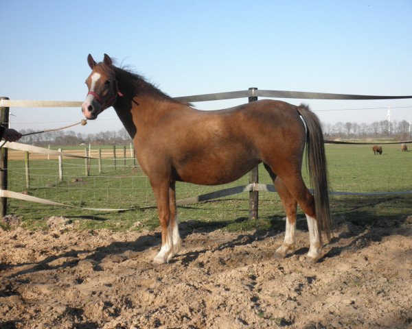 Zuchtstute Wildzang's Rachelle (Welsh Pony (Sek.B), 2007, von Llangeitho Tarquin)