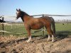 broodmare Wildzang's Rachelle (Welsh-Pony (Section B), 2007, from Llangeitho Tarquin)