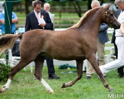 broodmare Wildzang's Soraya (Welsh-Pony (Section B), 2007, from Llangeitho Tarquin)