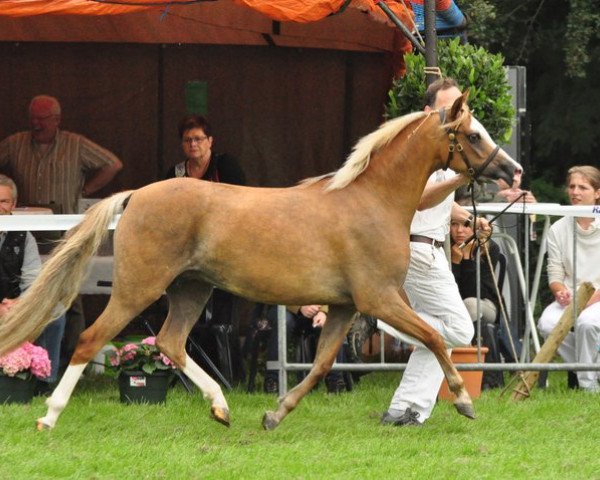 broodmare Wildzang's Sonata (Welsh-Pony (Section B), 2006, from Llangeitho Tarquin)