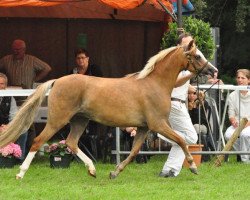 Zuchtstute Wildzang's Sonata (Welsh Pony (Sek.B), 2006, von Llangeitho Tarquin)