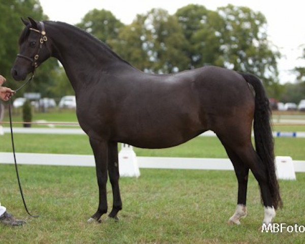 broodmare Wildzang's Sabina (Welsh-Pony (Section B), 2004, from Den Bramel's Bucco)