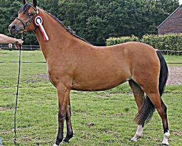broodmare Wildzang’s Sweet Surprice (Welsh-Pony (Section B), 2000, from Sarnau Pelydrog)