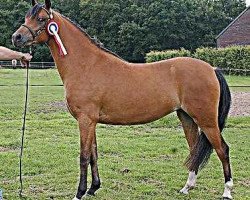 broodmare Wildzang’s Sweet Surprice (Welsh-Pony (Section B), 2000, from Sarnau Pelydrog)