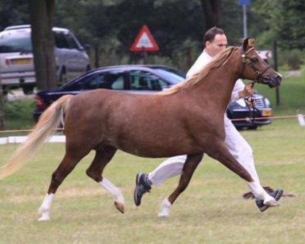 broodmare Wildzang's Seren Wen (Welsh-Pony (Section B), 1998, from Den Bramel's Rio)