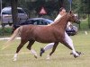Zuchtstute Wildzang's Seren Wen (Welsh Pony (Sek.B), 1998, von Den Bramel's Rio)