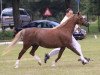 broodmare Wildzang's Seren Wen (Welsh-Pony (Section B), 1998, from Den Bramel's Rio)