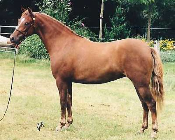 Zuchtstute Wildzang's Sorb-Apple (Welsh Pony (Sek.B), 1996, von Cusop Steward)