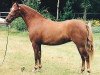 Zuchtstute Wildzang's Sorb-Apple (Welsh Pony (Sek.B), 1996, von Cusop Steward)