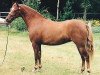 broodmare Wildzang's Sorb-Apple (Welsh-Pony (Section B), 1996, from Cusop Steward)