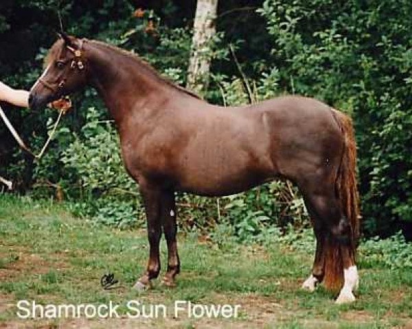 Zuchtstute Shamrock Sun Flower (Welsh Pony (Sek.B), 1982, von Arkelshof's Sunlight)