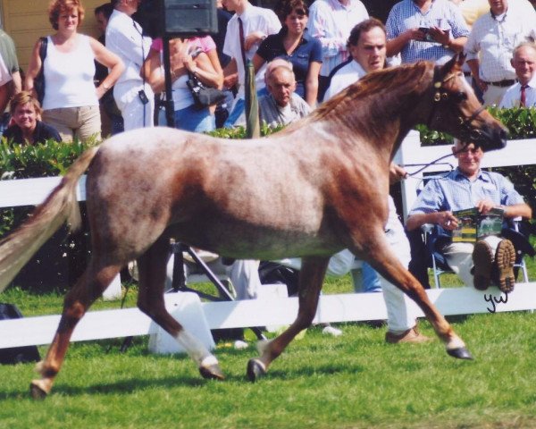 Zuchtstute Wildzang's Roswita (Welsh Pony (Sek.B), 2000, von Shamrock Mr. Oliver)