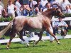 Zuchtstute Wildzang's Roswita (Welsh Pony (Sek.B), 2000, von Shamrock Mr. Oliver)