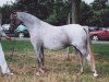 Zuchtstute Wildzang's Rosebird (Welsh Pony (Sek.B), 1995, von Cusop Steward)